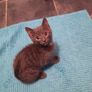 Female kitten. Image 2
