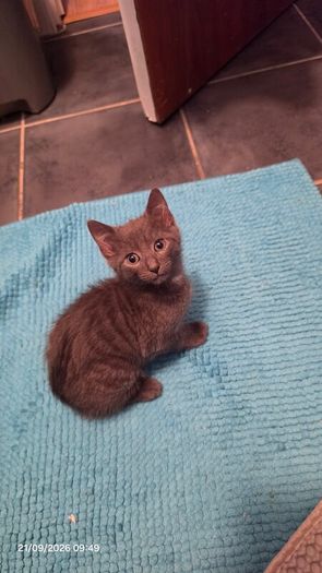 Female kitten.