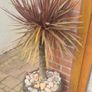 Palm Tree Image 3
