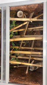 Reptile tank
