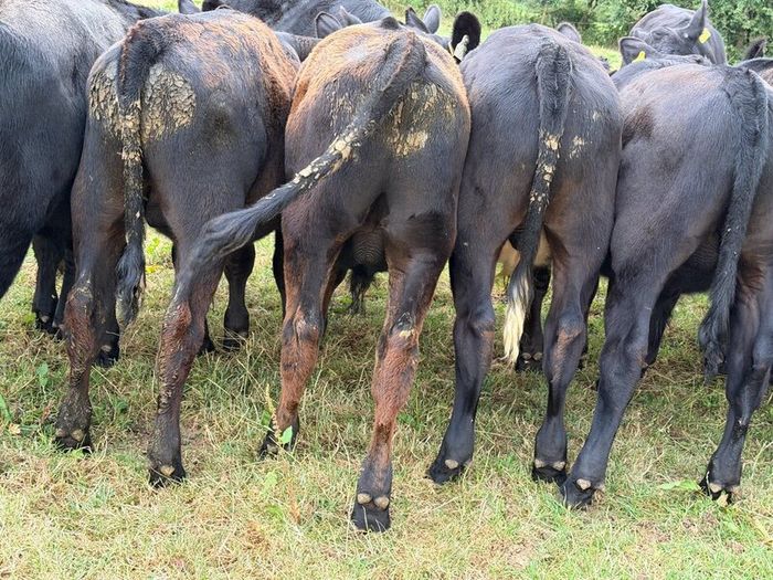 20 Aberdeen Angus Bull Weanlings