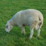 Texel and Charloais Rams Image 9