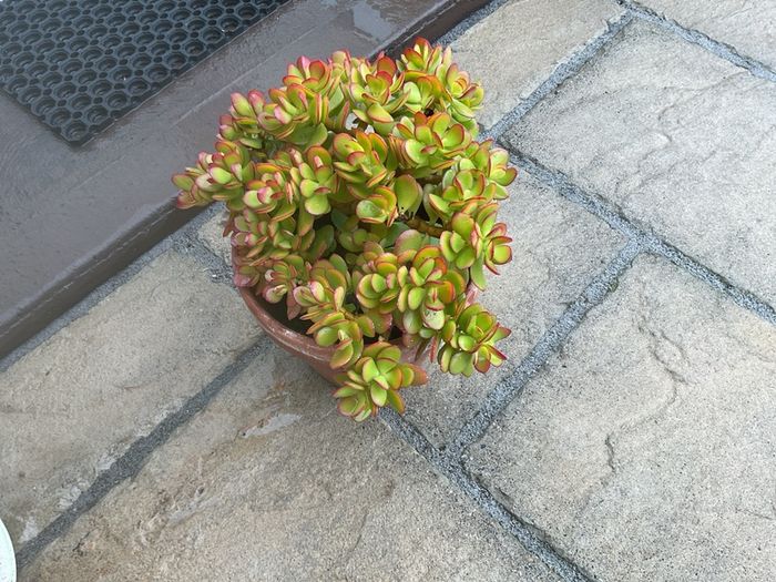 shrub