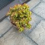 shrub Image 3