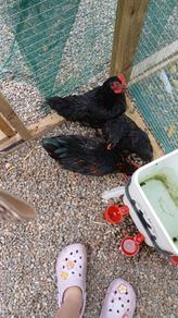 Call ducks, bantom chicks and roosters for sale