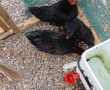 Call ducks, bantom chicks and roosters for sale