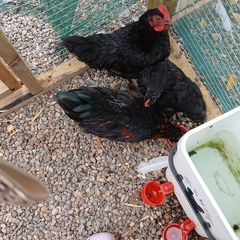 Call ducks, bantom chicks and roosters for sale