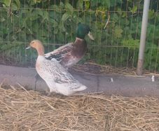 Duck and Drake Abacot Ranger