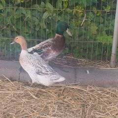 Duck and Drake Abacot Ranger