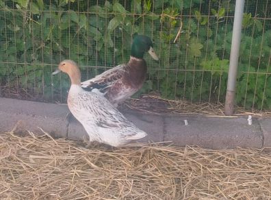 Duck and Drake Abacot Ranger