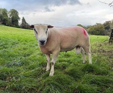 Belclare Ram