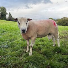 Belclare Ram
