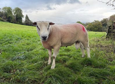 Belclare Ram