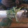 54 litre tank Image 4