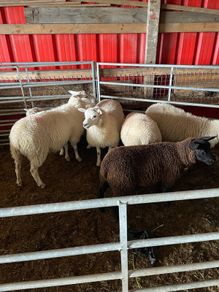 Texel Cross Ewe lambs ONLY 2 LEFT