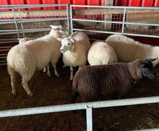 Texel Cross Ewe lambs ONLY 2 LEFT