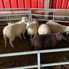 Texel Cross and Belclare Cross ewe lambs