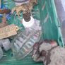 job lot of vintage collectable Image 6