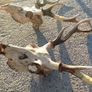 sika deer heads Image 6