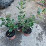 Holly Hedging Image 6