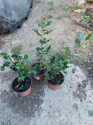 Holly Hedging