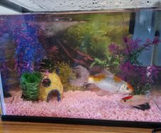 Fish Tank