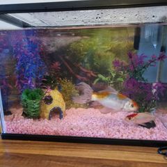 Fish Tank