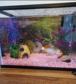 Fish Tank