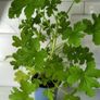 Geranium Lemon. Scented edible plant. Image 3
