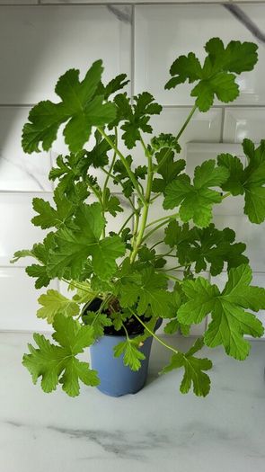Geranium Lemon. Scented edible plant.