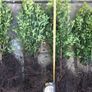 Box Hedging Image 8