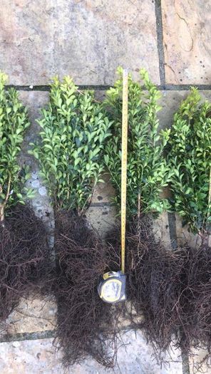 Box Hedging