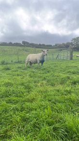 Pedigree Charollais stock ram for sale.