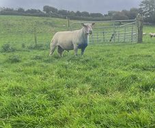 Pedigree Charollais stock ram for sale.