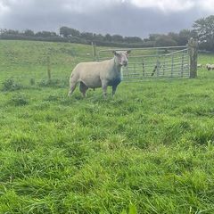 Pedigree Charollais stock ram for sale.