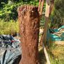 4ft+ Dicksonia Antartica tree fern thick trunk Image 3