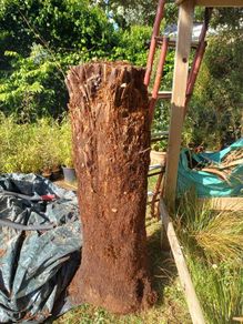 4ft+ Dicksonia Antartica tree fern thick trunk