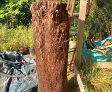 4ft+ Dicksonia Antartica tree fern thick trunk