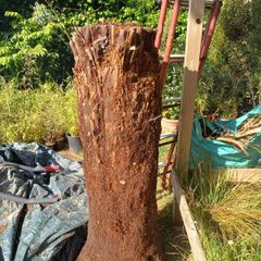 4ft+ Dicksonia Antartica tree fern thick trunk