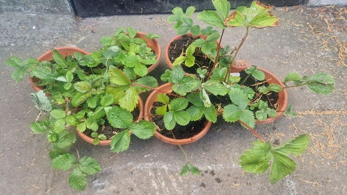 strawberries