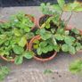 strawberries Image 2