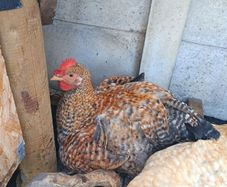 Rooster 4 months old