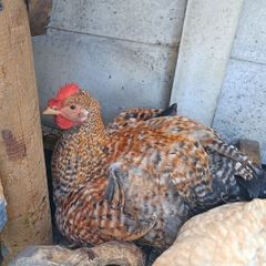 Rooster 4 months old