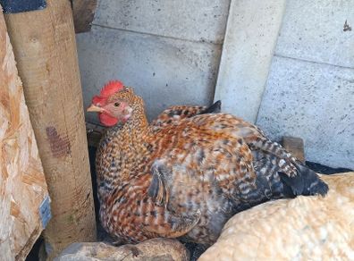 Rooster 4 months old