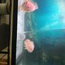 Aquarium and Fish Image 3
