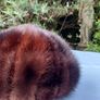 Switzer's Mink Hat Image 6