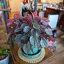 plants Image 5