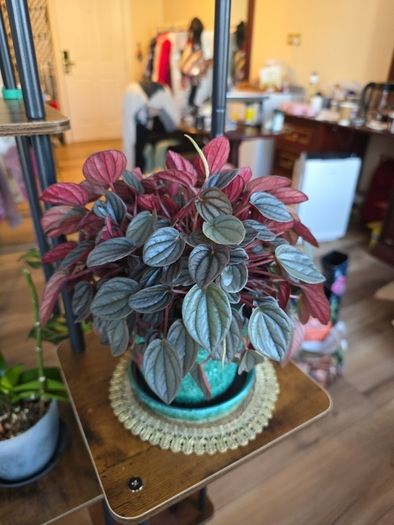 plants