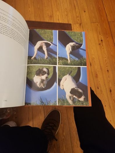 Just Dogs. A Literary & Photographic Tribute To The Great Hunting Breeds. First Edition Large Volume Hardback With Dustjacket In Very Good Condition. 36.
