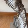 taxidermy buzzard Image 4